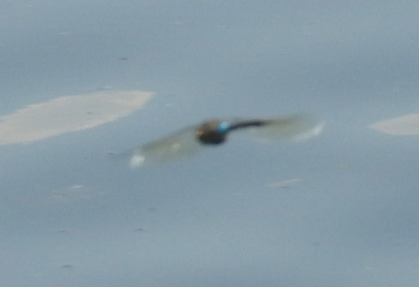 Lesser Emperor at Sutton Park 5/7/2018